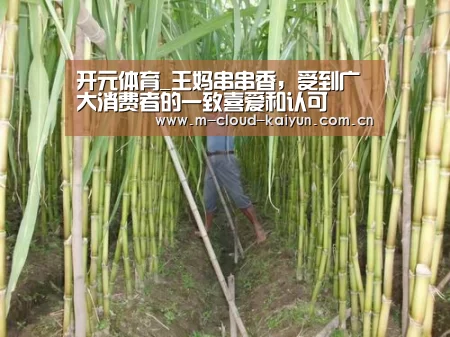 开元体育_王妈串串香,受到广大消费者的一致喜爱和认可(图1) 开云体育官网